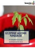 SZCZEPIENIE SADZONEK POMIDORÓW