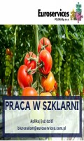 Planty pomidorów!Specjalny bonus!