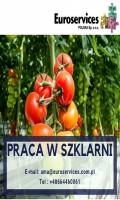 Planty pomidorów!Specjalny bonus!