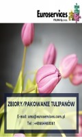 zbiory/pakowanie tulipanów