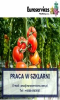 Planty pomidorów!Specjalny bonus!