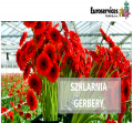 Gerbery - szklarnia - od zaraz !