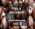Praca w pieczarkarni