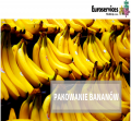 Pakowanie bananów - od zaraz dla osób z prawem jazdy !