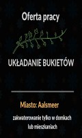 Bukiety - Aalsmeer - bez wiekówki