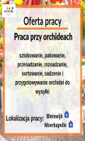 praca przy orchideach