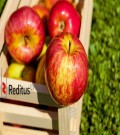 362 Fruits Production Workers – Apples and Pears 
