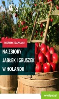 Zbiór jabłek i gruszek