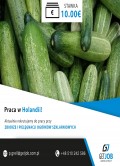 Praca w Holandii - Zbiór i pielęgnacja ogórków szklarniowych - 10 euro/h