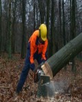 Pilarz,arborysta, pilarz pracujący z podnośnika