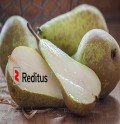 440 Pears Pickers (POLISH LANGUAGE)*4 