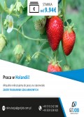 Praca w Holandii - Zbiór truskawek szklarniowych