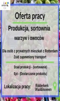 Sortownia warzyw i owoców - Rotterdam - Różne stanowiska 