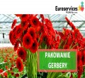 Pakowanie - gerbery