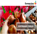 Sortowanie cebulek tulipanów