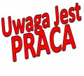 Sortowanie cebulek tulipanów-okolice Hoorn- bonus na święta
