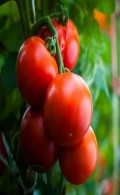Tomato draaien (dla osób z doświadczeniem)