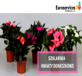 Kwiaty doniczkowe - pakowanie/pielęgnacja
