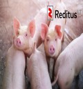 Pracownik gospodarstwa rolnego (ferma świń) w Holandii