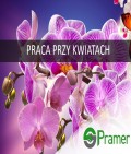 Pracownik przy storczykach / orchideach (Luttelgeest)
