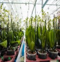 Praca przy orchideach