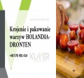 Produkcja sałatek- Holandia praca od zaraz !!