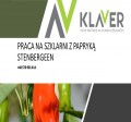 Pracownik szklarni z papryką Holandia Steenbergen