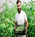 👉 Pracownik szklarniowy - praca przy ogórkach🥒🥒