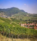 Szukam pracy na winnicy Niemcy Austria