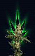 Master Grower - Uprawa Konopii Indoor / CBD