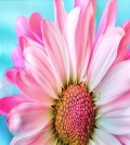 opiekunka od ok.8 GRUDNIA/ 1550e umowa zlecenie/1700e na wł.ubezp./200e BONUS ŚWIĘTA+SYLW/NIEM.KOM