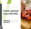 Klaver- praca w Holandii- produkcja sałatek 