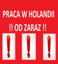 Holandia – Praca od zaraz! Bez doświadczenia! Bez języka!