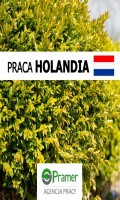 Pracownik szkółki drzewek ozdobnych (Hengelo)