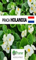 Pracownik szklarniowy przy kwiatach - bez języka, bez prawa jazdy