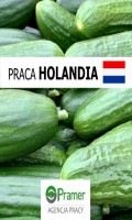 Pracownik szklarni z ogórkami - bez języka, bez prawa jazdy