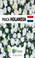 Pracownik szklarniowy przy kwiatach - bez języka, bez prawa jazdy