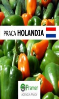 Papryka szklarniowa - BEZ JĘZYKA, BEZ PRAWO JAZDY!