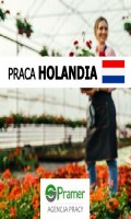 Pracownik szklarniowy przy kwiatach - bez języka, bez doświadczenia!