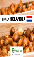 Pracownik przy układaniu skrzynek z cebulkami kwiatowymi (Creil) 