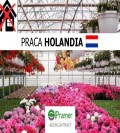 Pracownik szklarniowy przy kwiatach doniczkowych. (Praca sezonowa, dla par)