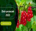 ZBIÓR PORZECZEK W HOLANDII (M/K)