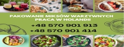 Praca Na Hali Ze świeżymi Produktami Holandia