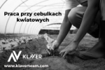 Praca Za Granicą- Praca Przy Cebulkach- Od Zaraz!