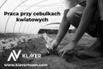 Praca Za Granicą- Praca Przy Cebulkach- Od Zaraz!