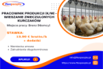 Pracownik Produkcji (k/m) -wieszanie Kurczakow W Przetwórstwie Drobiowym