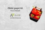 Praca Za Granicą - Zbiór Papryki- Holandia!