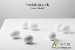 Praca Za Granicą- Produkcja Jajek- Holandia