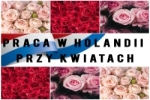 Praca Przy Tulipanach - Holandia