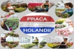 Pracownik Szklarni W Luttelgeest - Holandia